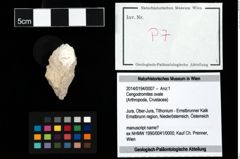 Foto (Objekt + Etikett) von Cengodromites ovale  (NHMW-GEO-2014-0194-0007)